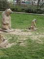 Medvědí rodina, Folimanka