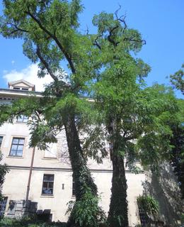 Jižní strana klášterní zahrady, foto D. Broncová, červenec 2020
