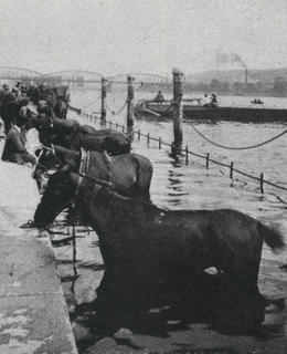 Plavení koní pod nynějším Rašínovým nábřeží (archiv Milpo)
