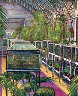 Havlíčkovy sady, veřejné akvárium. Pohlednice. Zdroj: archiv M. Frankla