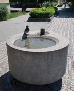 Fontánka v Zítkových sadech v květnu 2025 i s neodbytným holubem (Foto M. Polák)