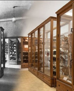 PMN Hrdličkovo muzeum