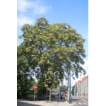 Parčík Botičská (Nové Město)