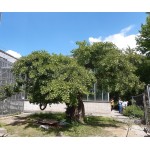 Jinan dvoulaločný v Botanické zahradě UK (Nové Město)