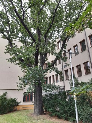 Památný strom dub uherský u Italské ulice. Foto D. Broncová, 2020