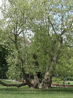 Platan javorolistý na Karlově náměstí (foto Milan Polák, 2020)