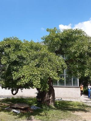 Pexeso - stromy a parky, Jinan dvoulaločný v Botanické zahradě UK